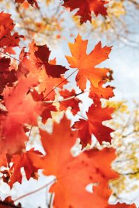 Orange, autumnal leaves