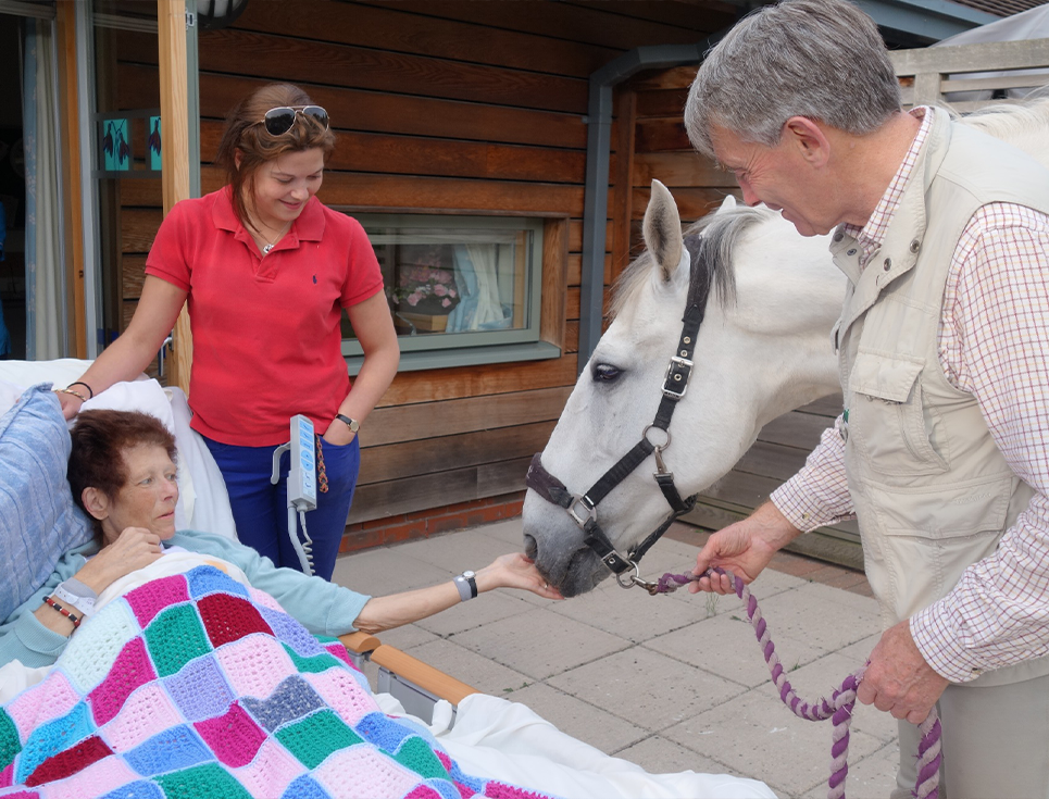 horse visiting ipu