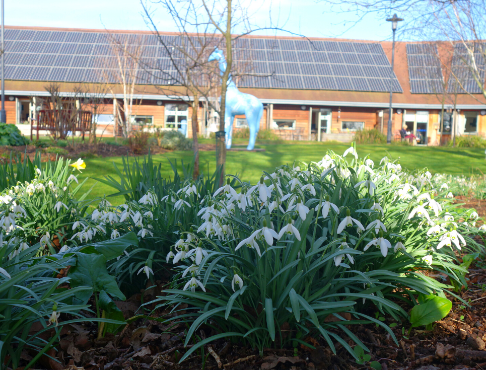 A cluster of white snowdrops in the gardens of St Richard's Hospice. Behind them is the hospice building, and a large blue giraffe sculpture.