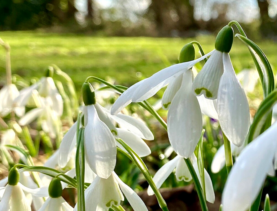 White snowdrops pictured in the sunshine. Behind them is green grass.