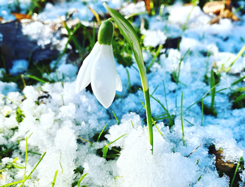A single white snowdrop shoots through the snowy ground.