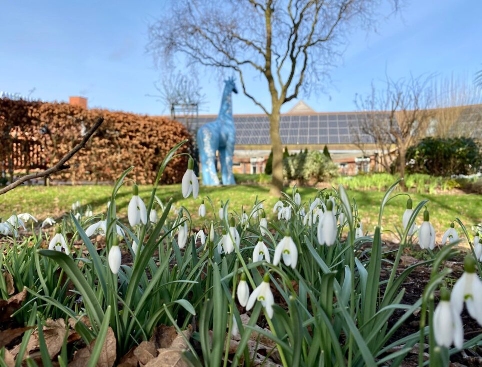 Snowdrops bloom in the hospice gardens at St Richard's.
