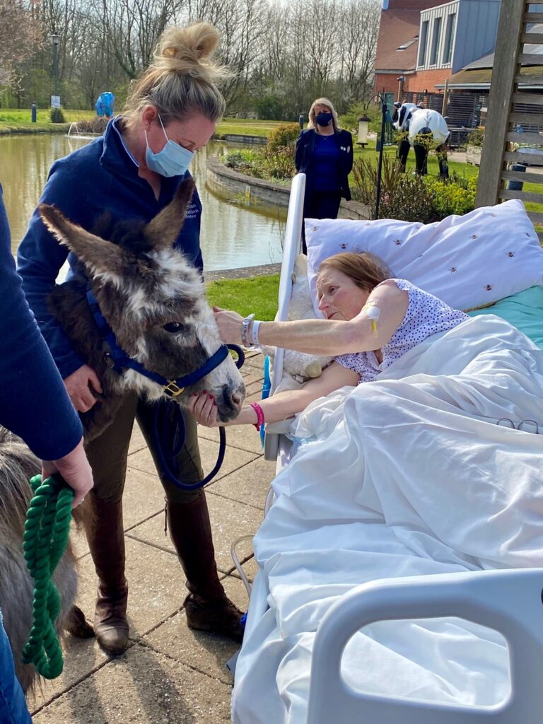 A patient in bed strokes a miniature donkey on the patio looking out onto the gardens of St Richard's Hospice