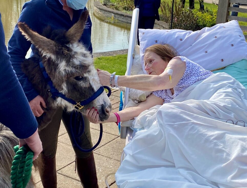 A patient in bed strokes a miniature donkey on the patio area of the hospice. Behind her is the hospice garden.