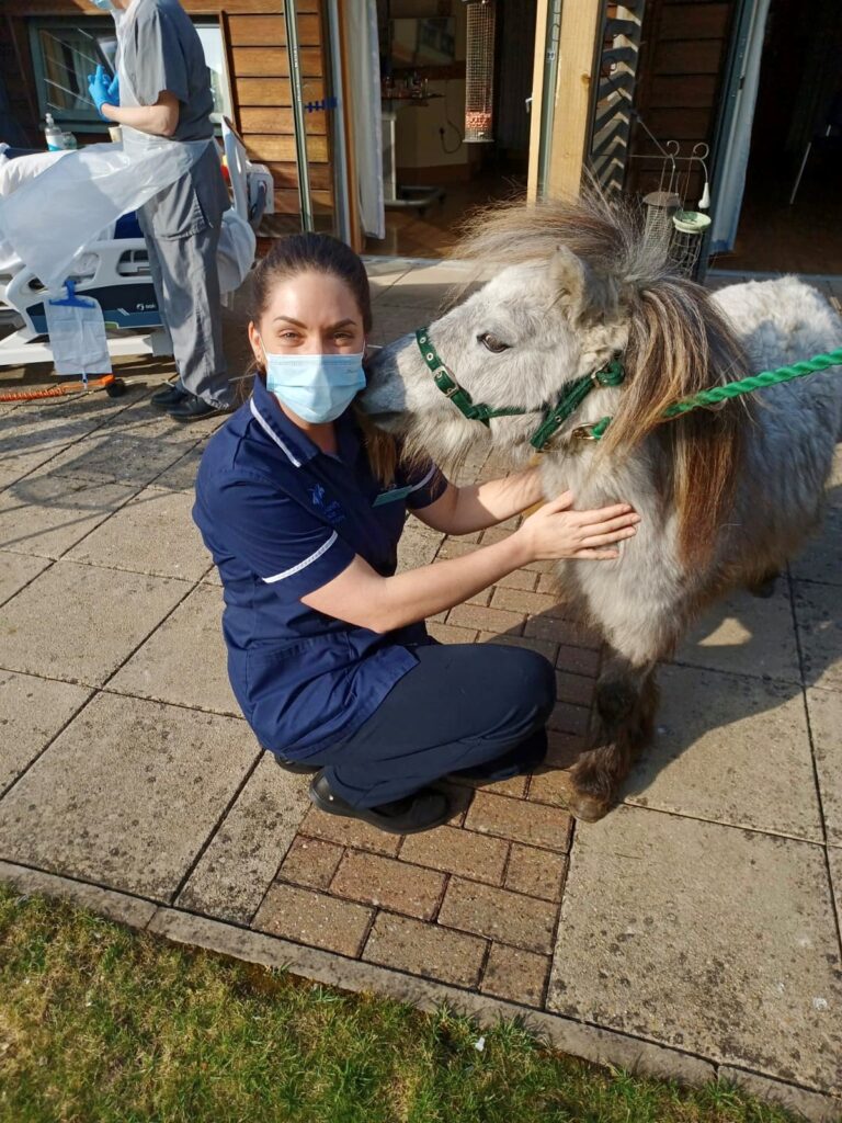 A nurse in blue uniform meets a miniature donkey.