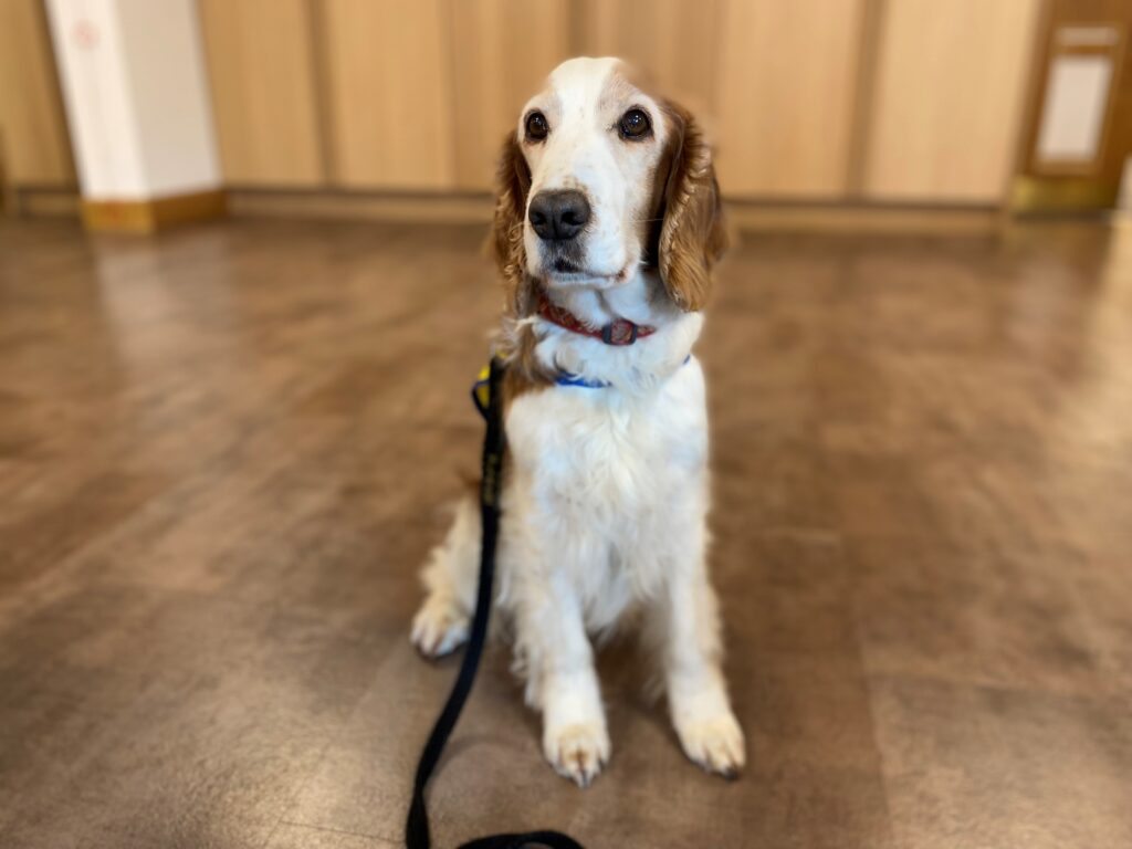 Megan the brown and white Welsh Springer Spaniel sits on the floor in the hospice's Living Well Centre.