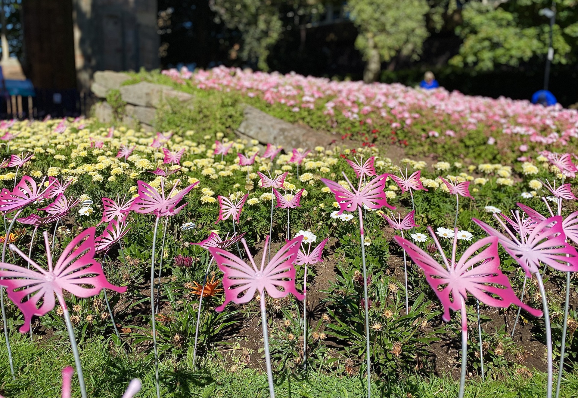 Pink butterfly sculptures on display in the flower beds in front of St Andrew's Spire, Worcester