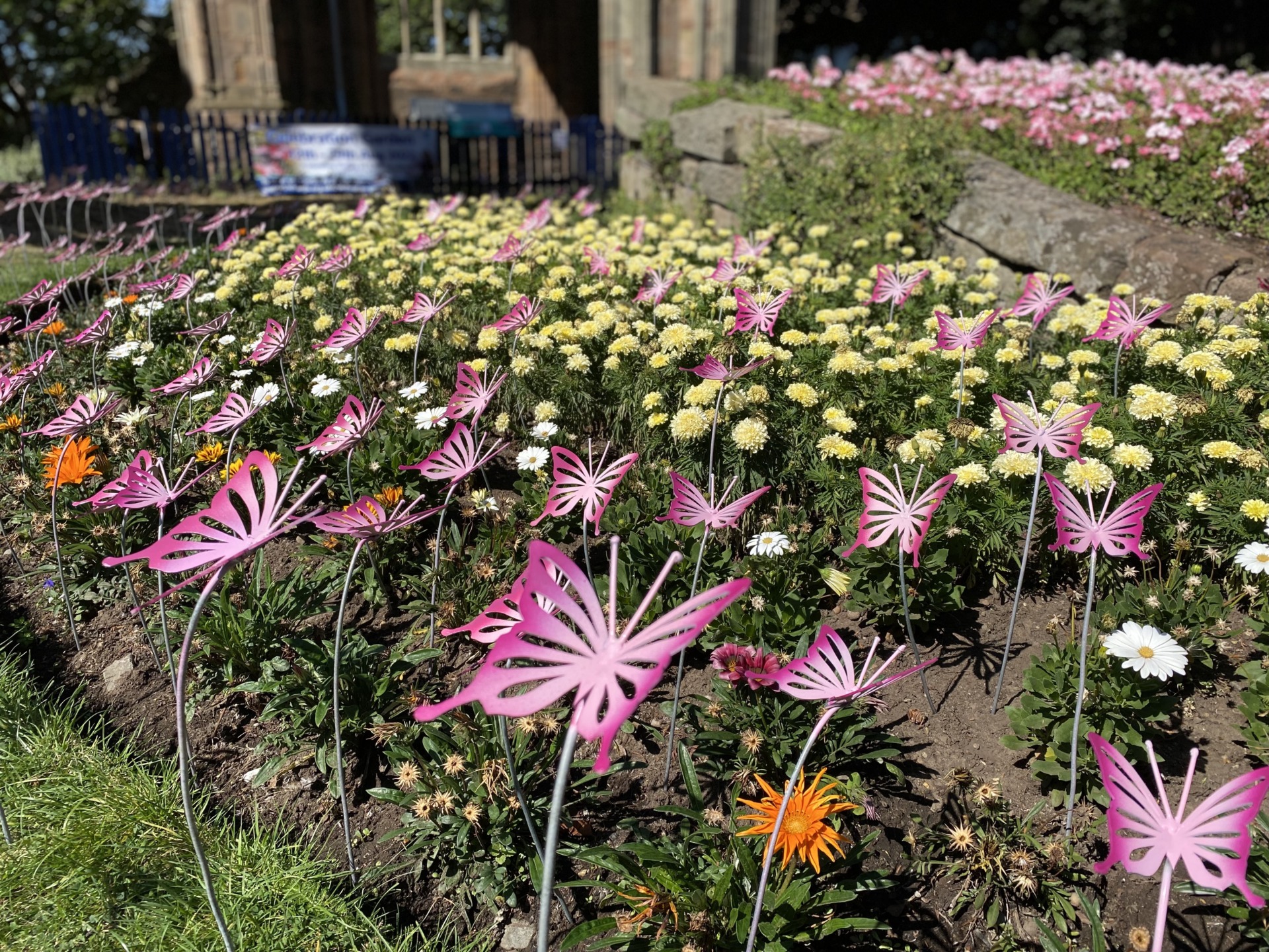 Pink butterfly sculptures on display in the flower beds in front of St Andrew's Spire, Worcester