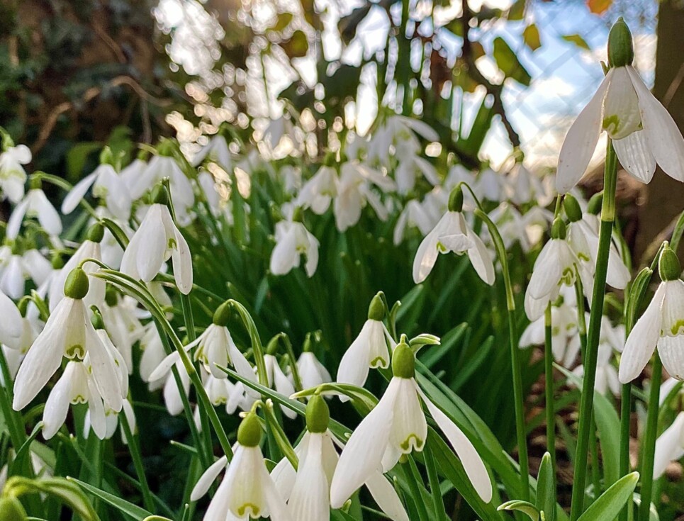 A cluster of white snowdrops with green stems.